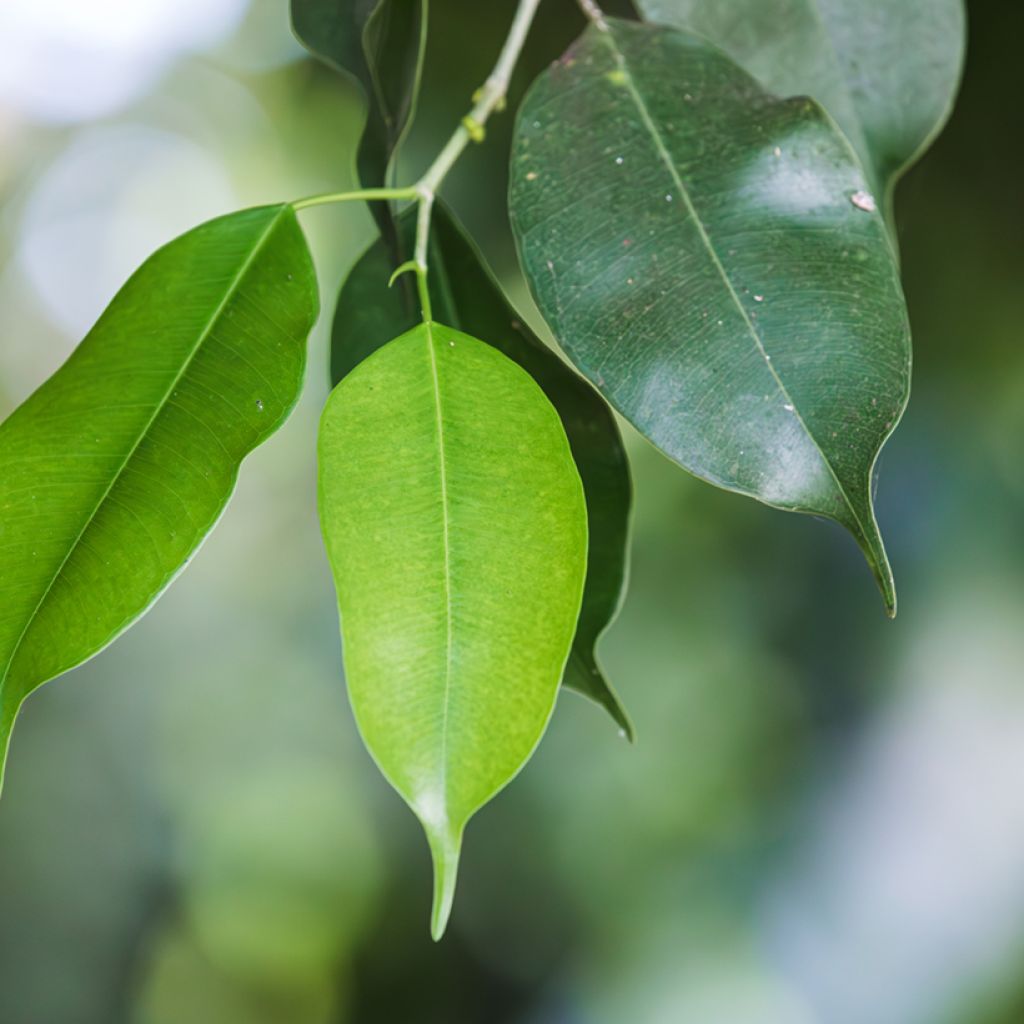 Ficus Exotica