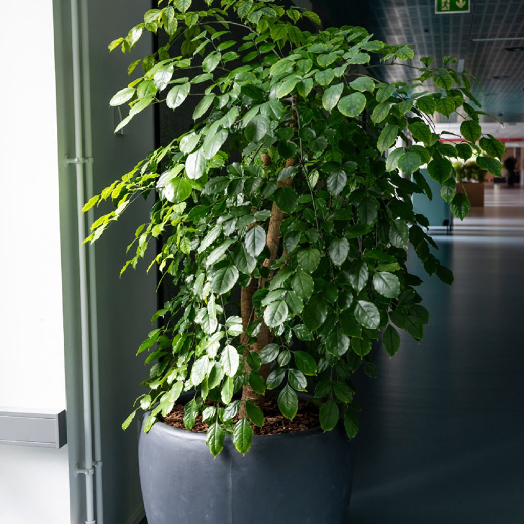 Ficus Exotica