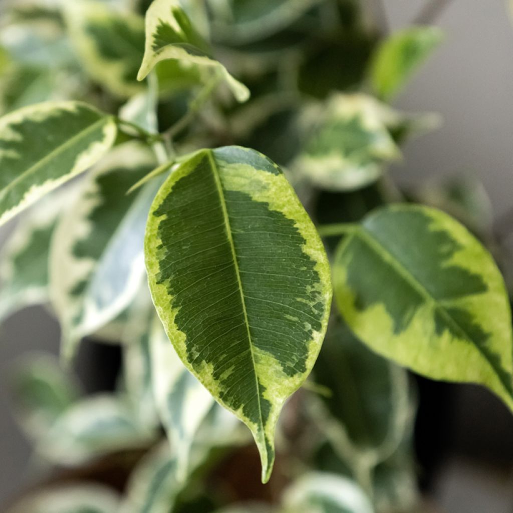 Ficus Golden King - Ficus benjamina