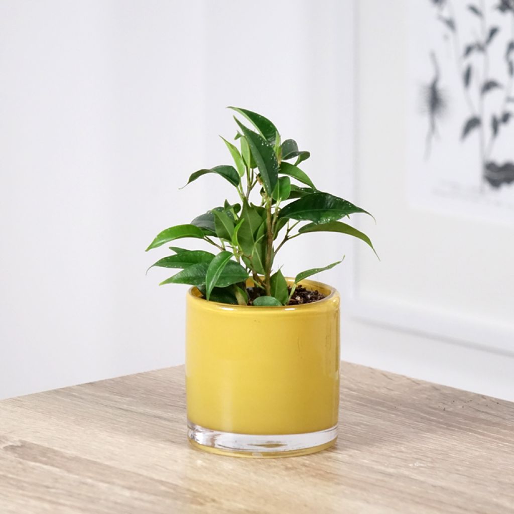 Ficus Natasja