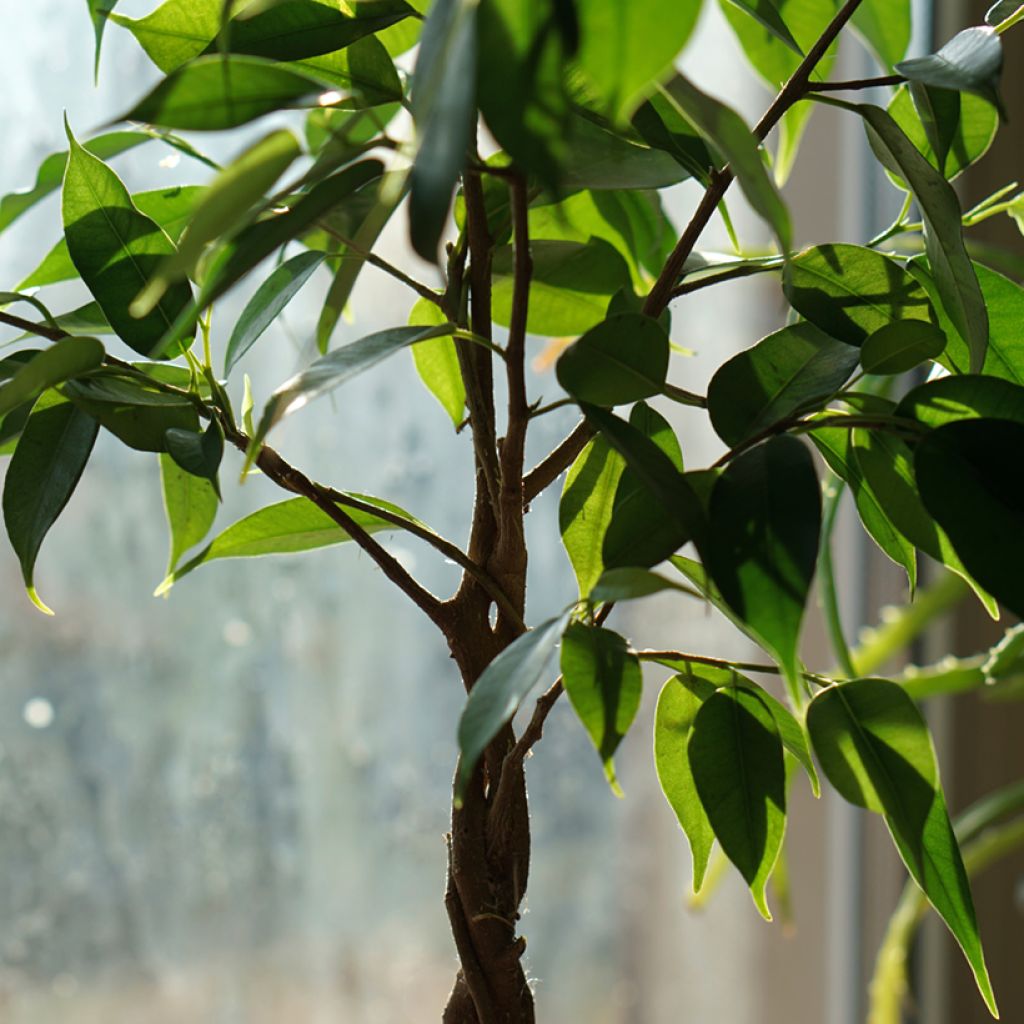 Ficus Natasja