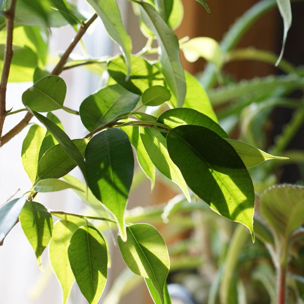 Ficus Natasja