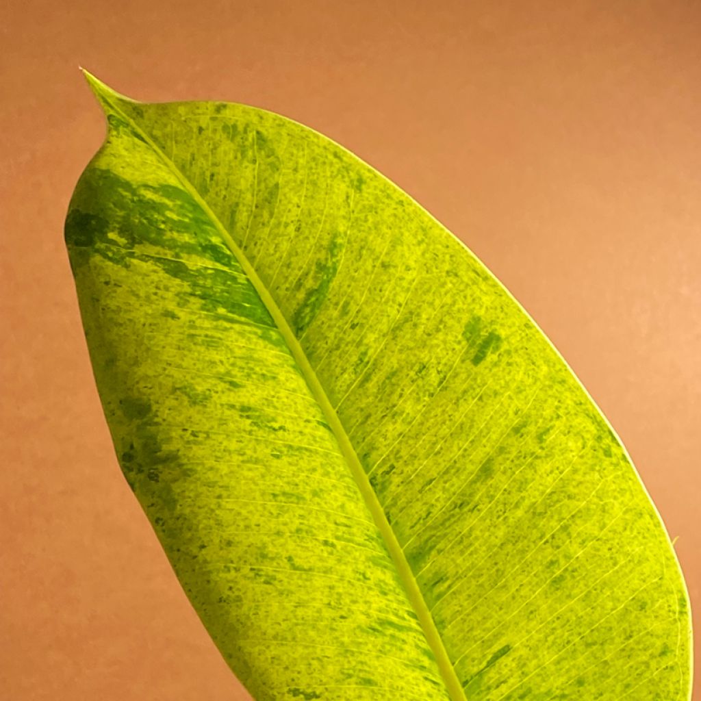 Ficus Shivereana