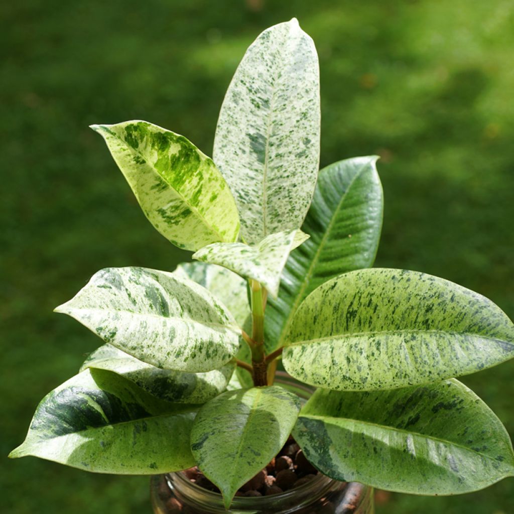 Ficus Shivereana