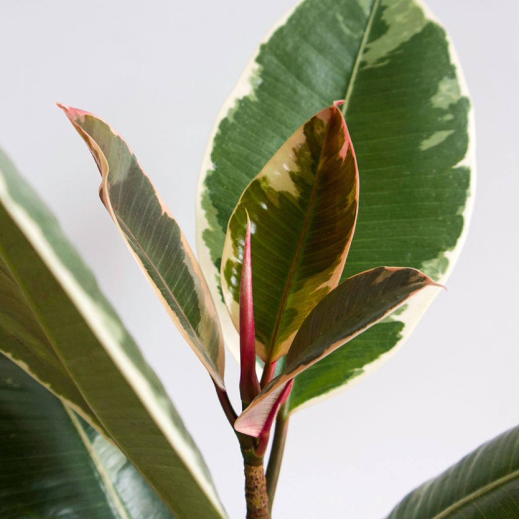 Ficus Tineke