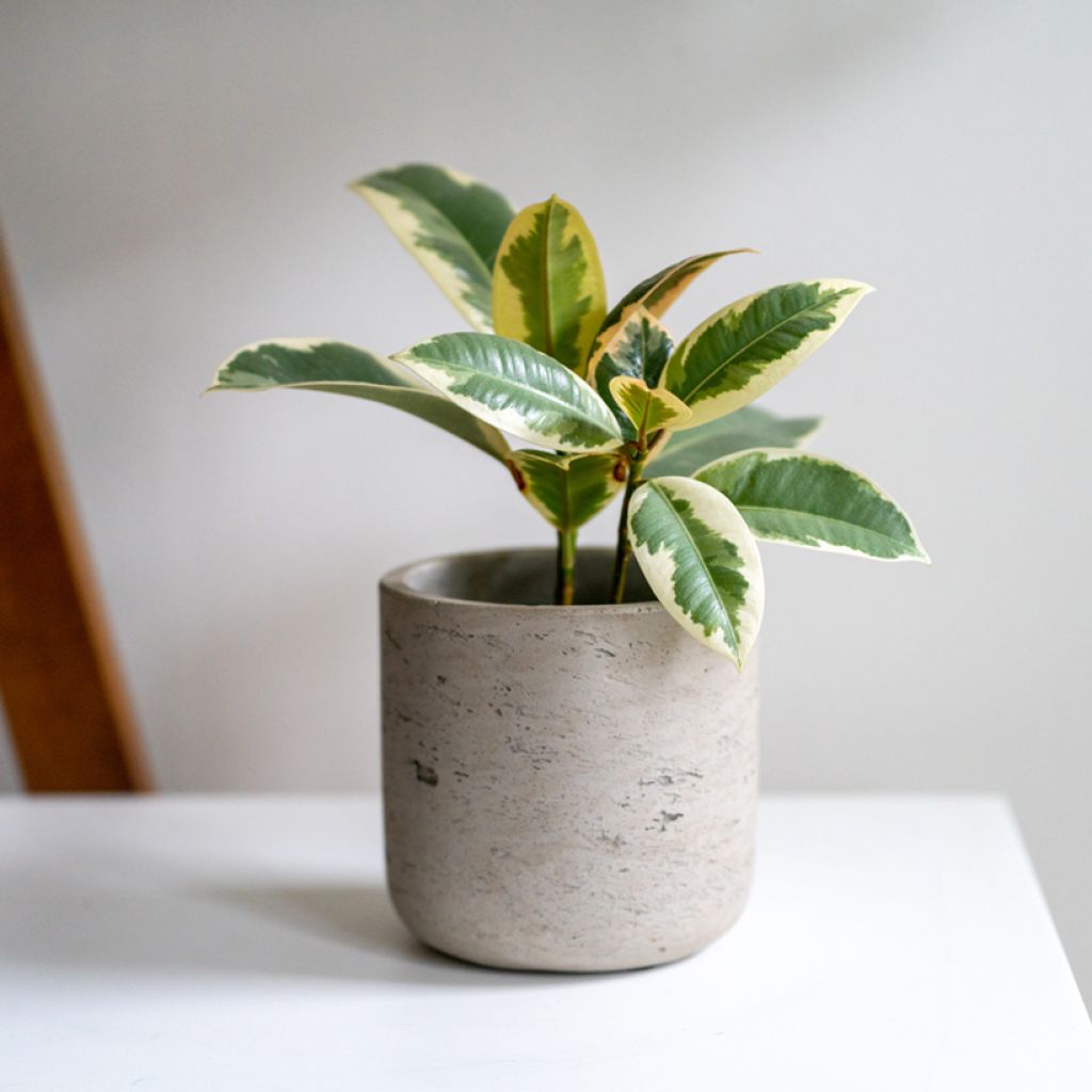 Ficus Tineke