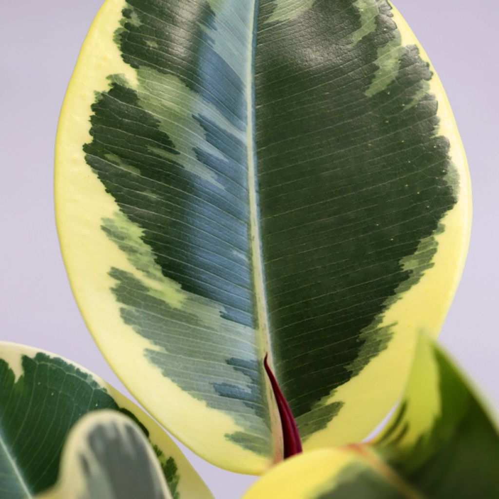 Ficus Tineke