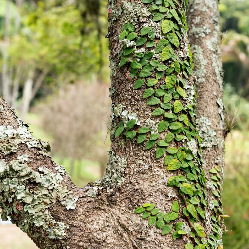 Ficus pumila Arina - Ficus nain rampant