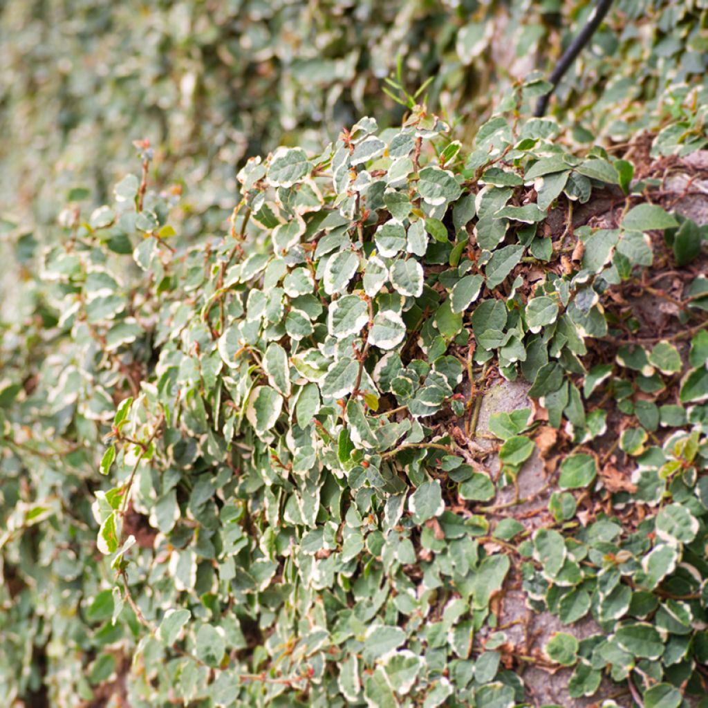 Ficus pumila Bellus - Fico rampicanteché