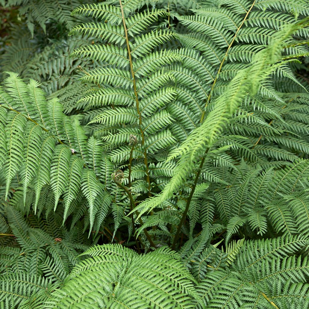 Dicksonia antarctica - Felce arborea
