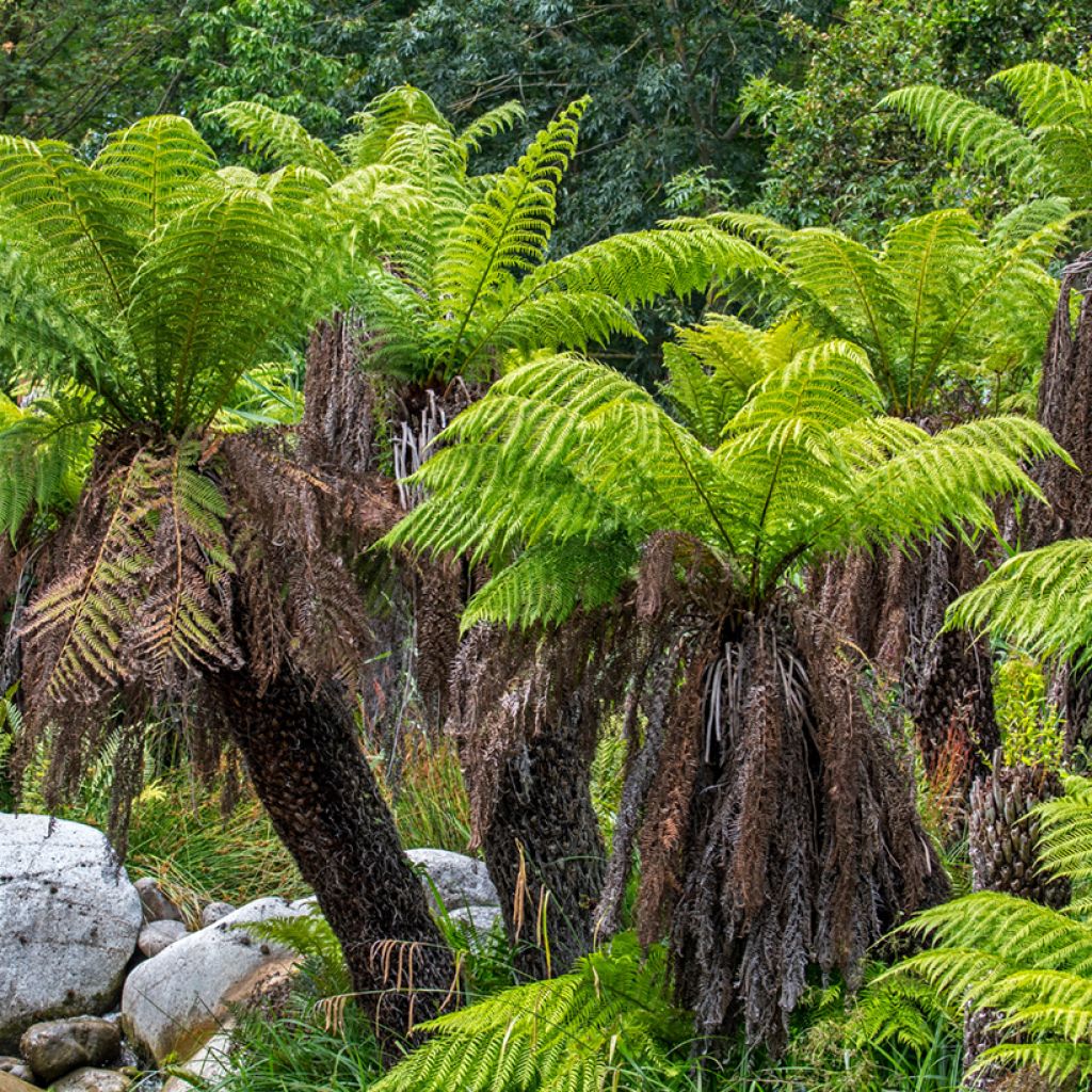 Dicksonia antarctica - Felce arborea