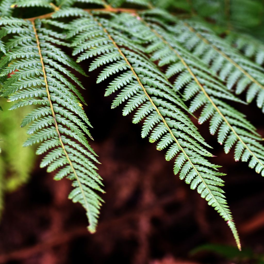 Dicksonia fibrosa - Felce arborea dorata