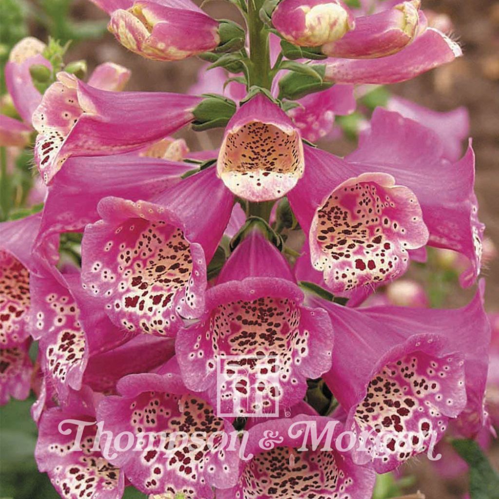 Digitale Camelot Rose F1 Hybrid