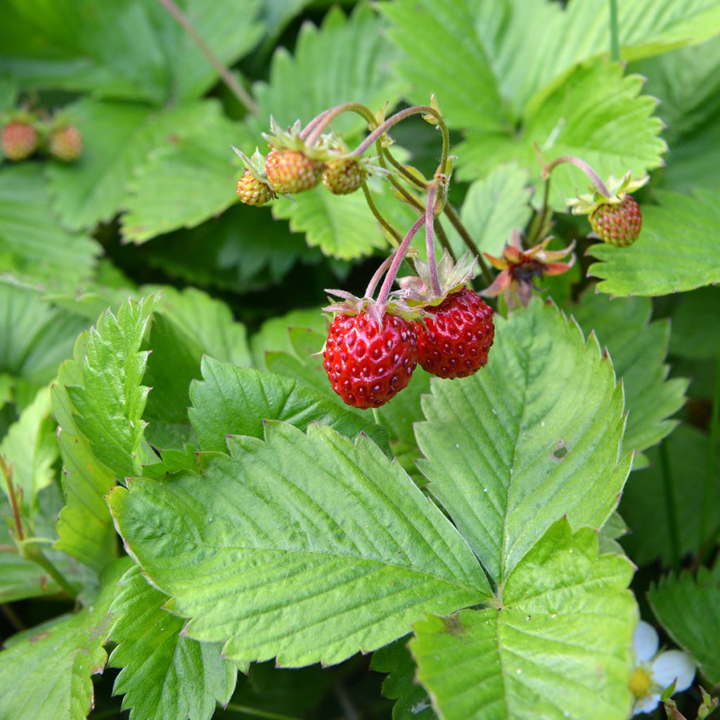 Fragola