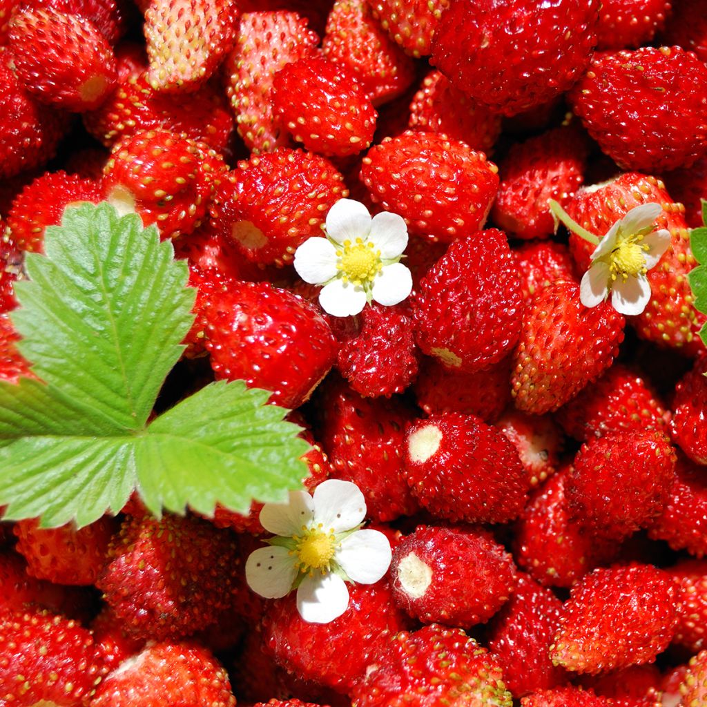 Fragola delle quattro stagioni