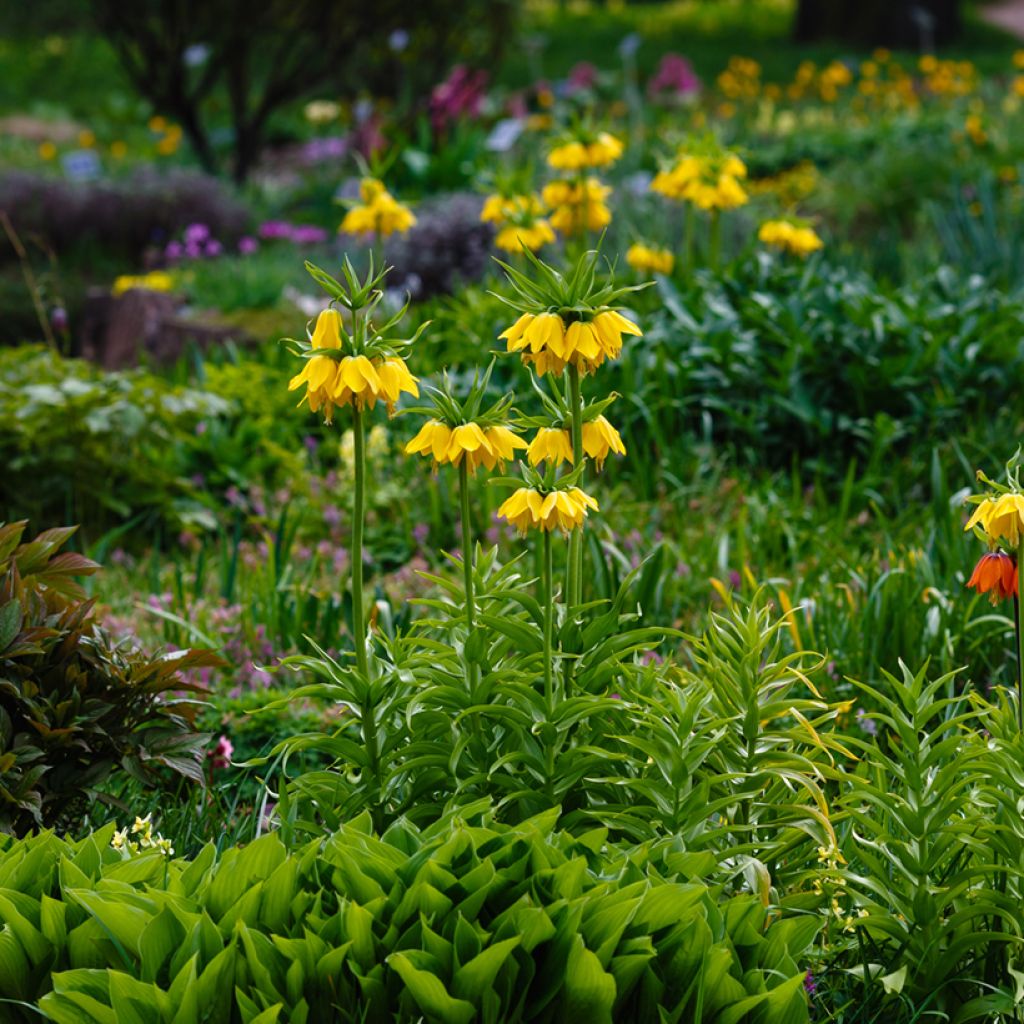 Fritillaria imperialis Lutea - Corona imperiale