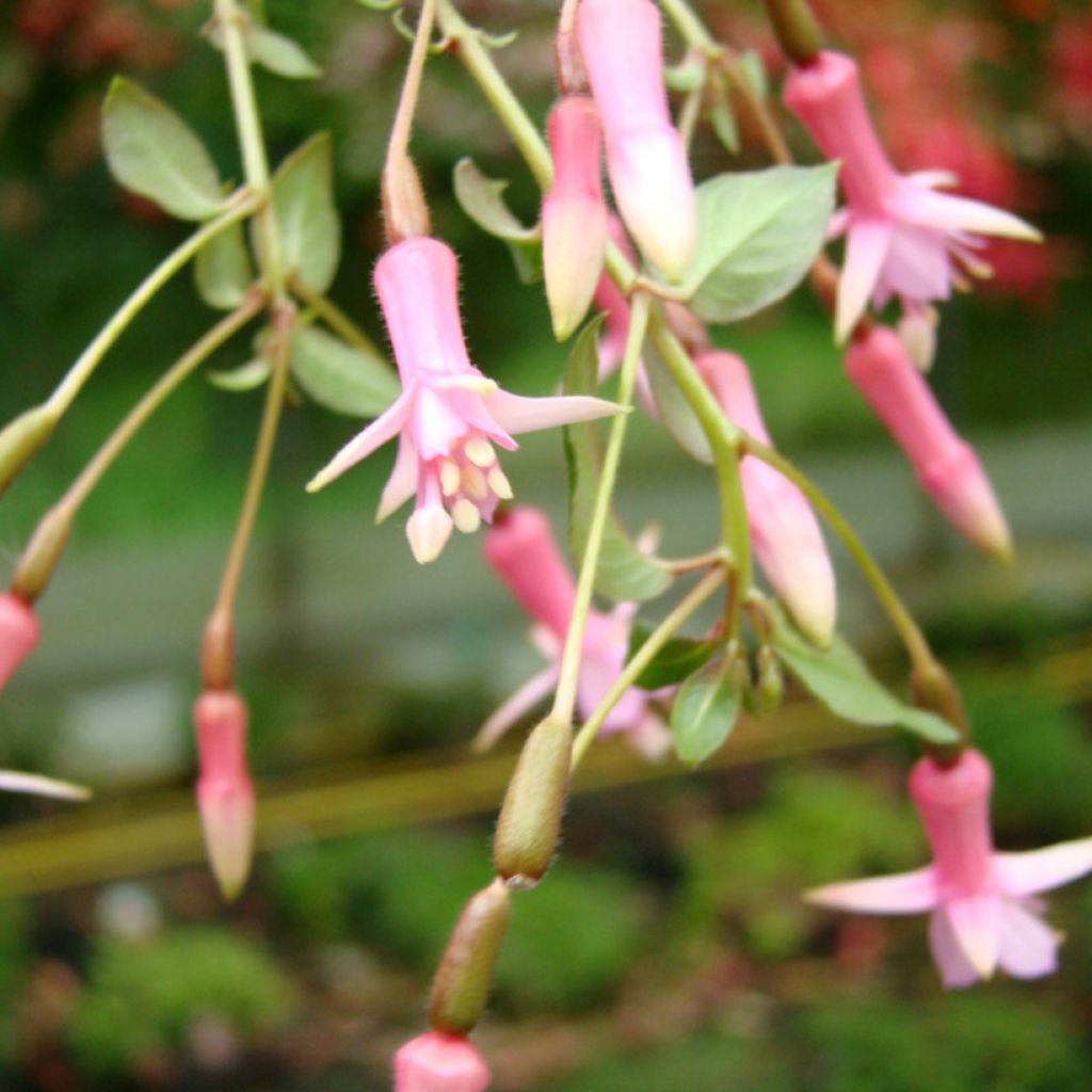 Fuchsia First Success - Fucsia