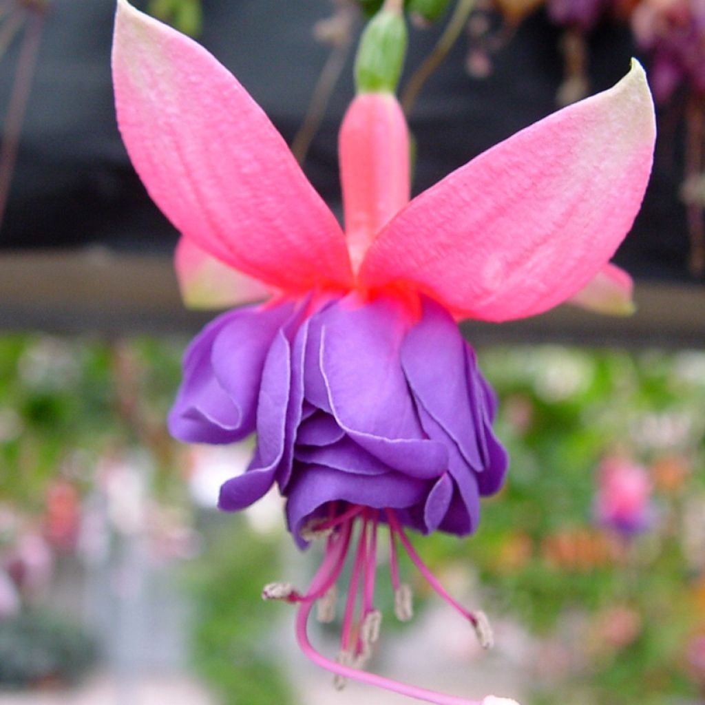 Fuchsia Winston Churchill - Fucsia
