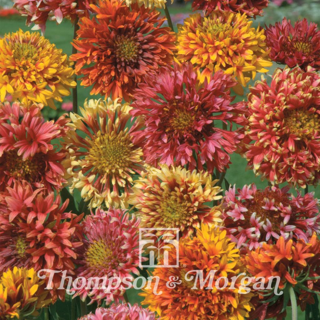Gaillardia Pulchella Razzledazzle