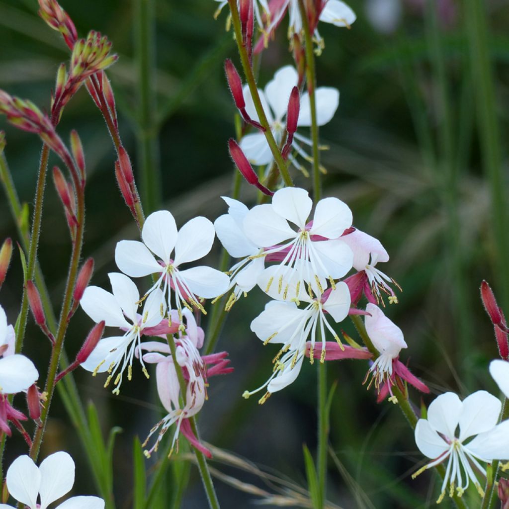Gaura The Bride