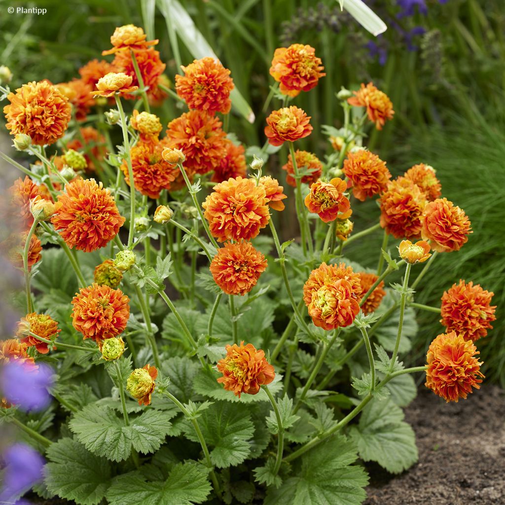 Geum Orange Pumpkin