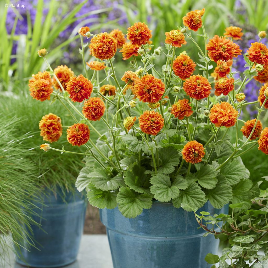 Geum Orange Pumpkin