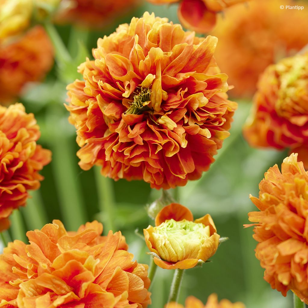 Geum Orange Pumpkin