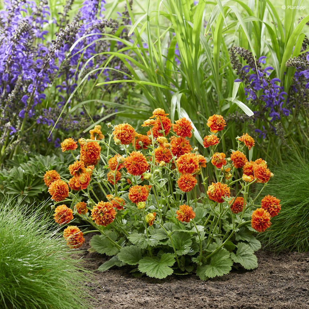 Geum Orange Pumpkin