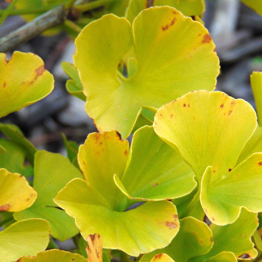 Ginkgo biloba Mariken - Arbre aux quarante écus nain