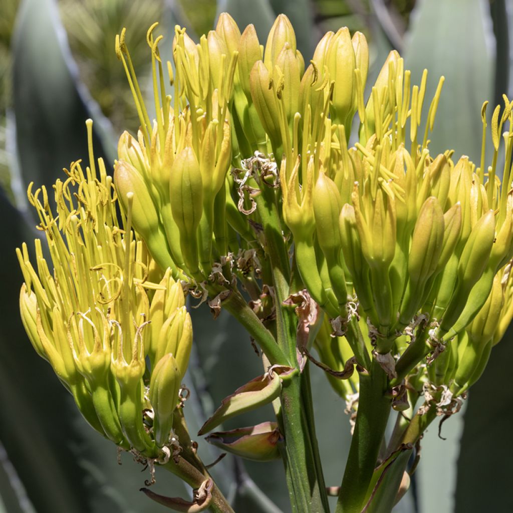 Agave salmiana (semi)