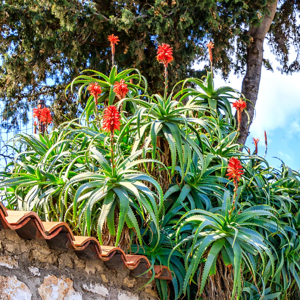 Aloe arborescens (semi)