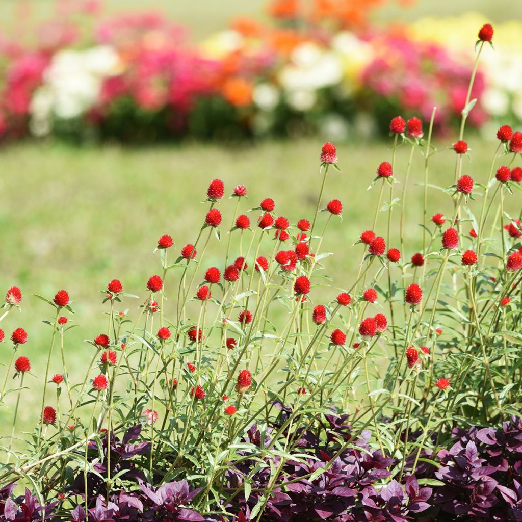 Gomphrena haageana Strawberry Fields - Amarantino
