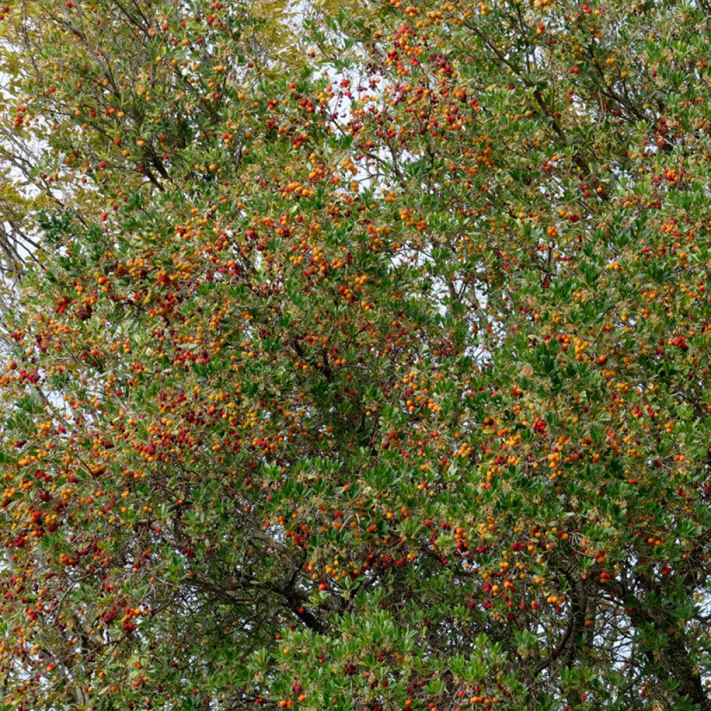 Arbutus unedo (semi) - Corbezzolo