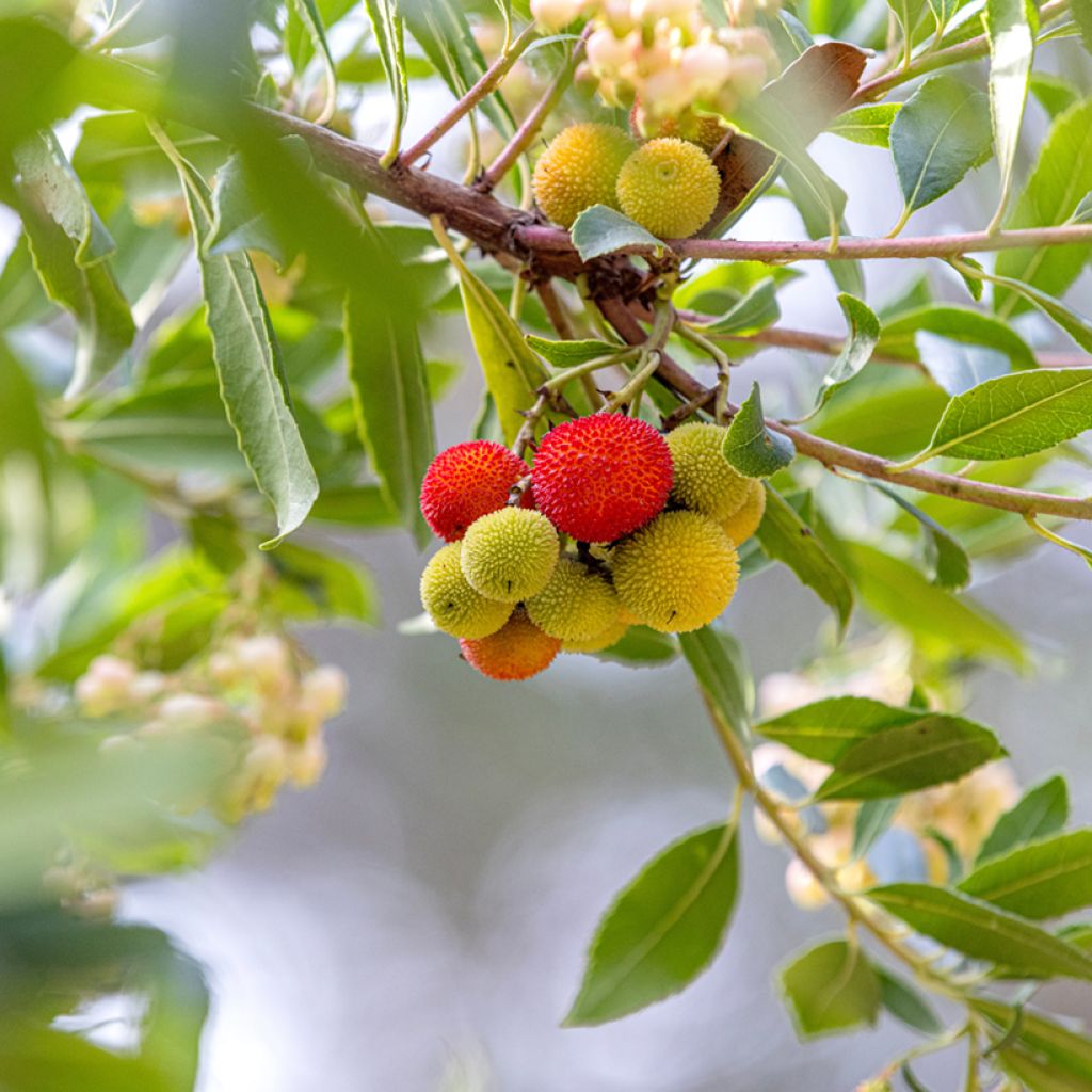 Arbutus unedo (semi) - Corbezzolo