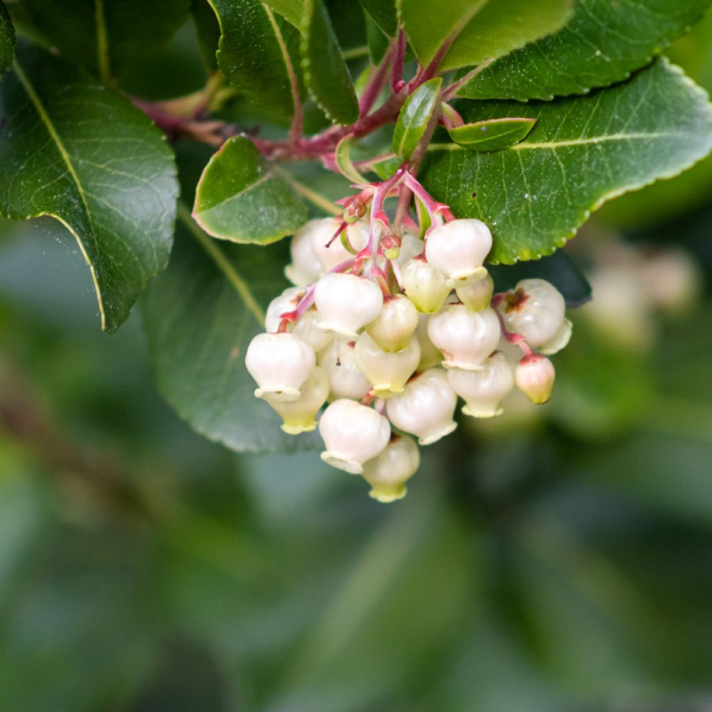 Arbutus unedo (semi) - Corbezzolo