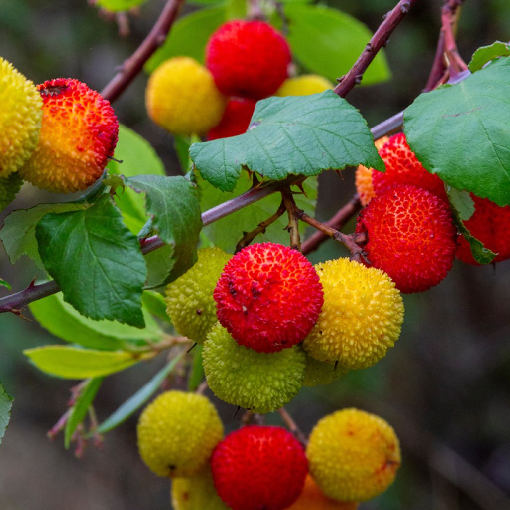 Arbutus unedo (semi) - Corbezzolo