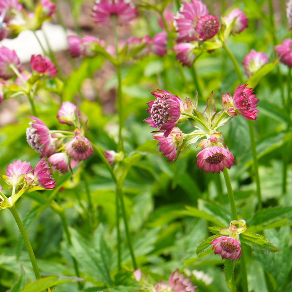 Astrantia major Ruby Cloud (semi)