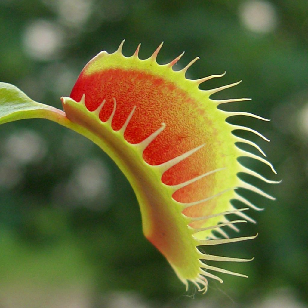 Venere acchiappamosche (semi) - Dionaea muscipula