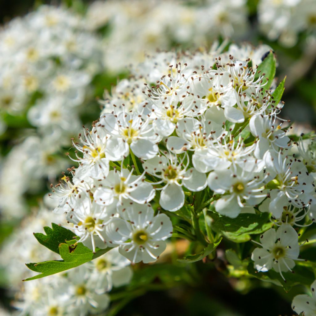 Crataegus monogyna - Biancospino comune (semi)
