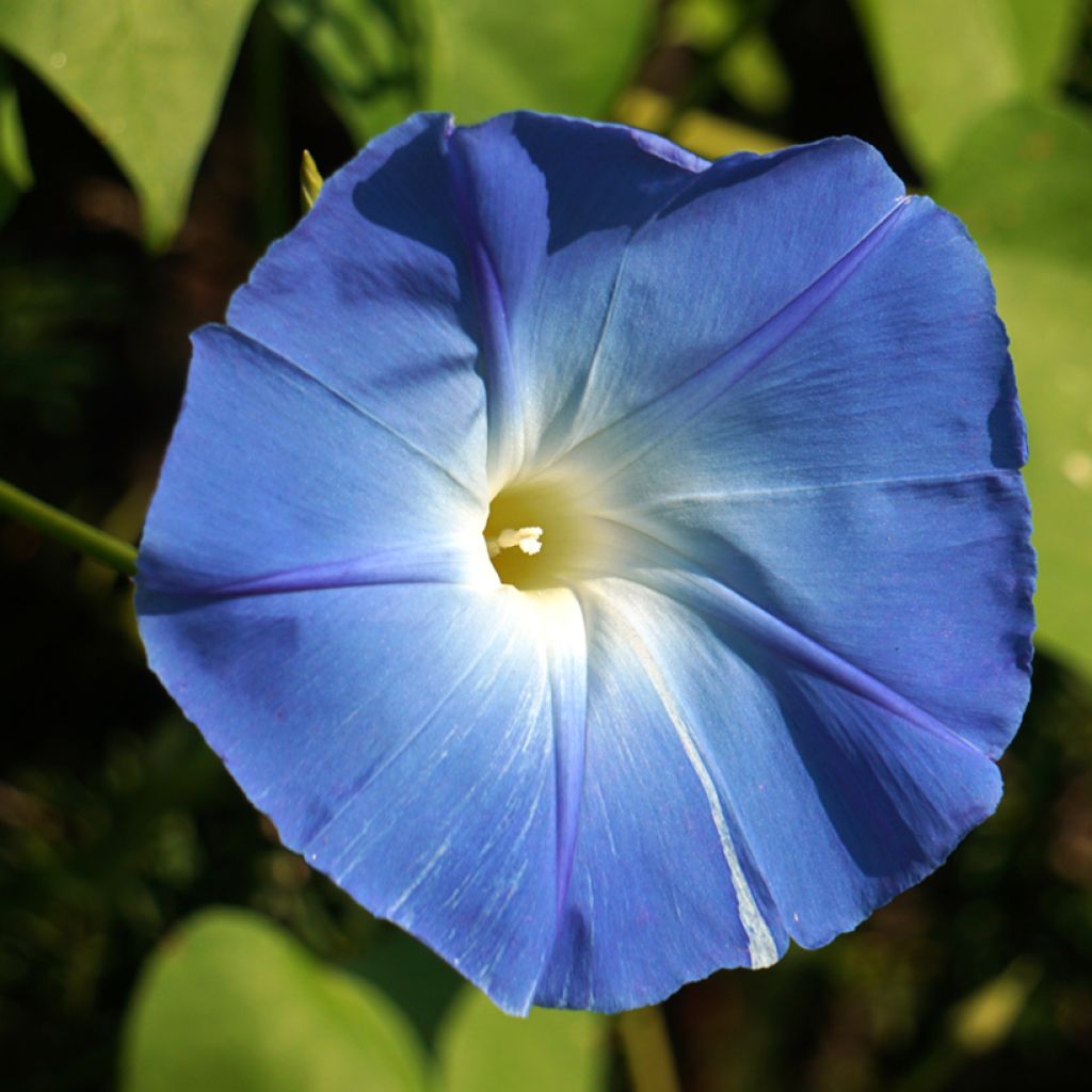 Ipomoea tricolor Flying Saucer - Campanella tricolore