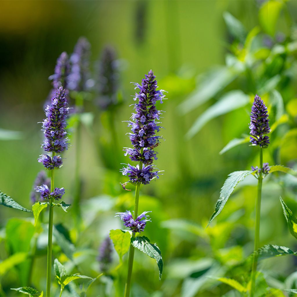 Agastache rugosa Bio (semi) - Menta coreana