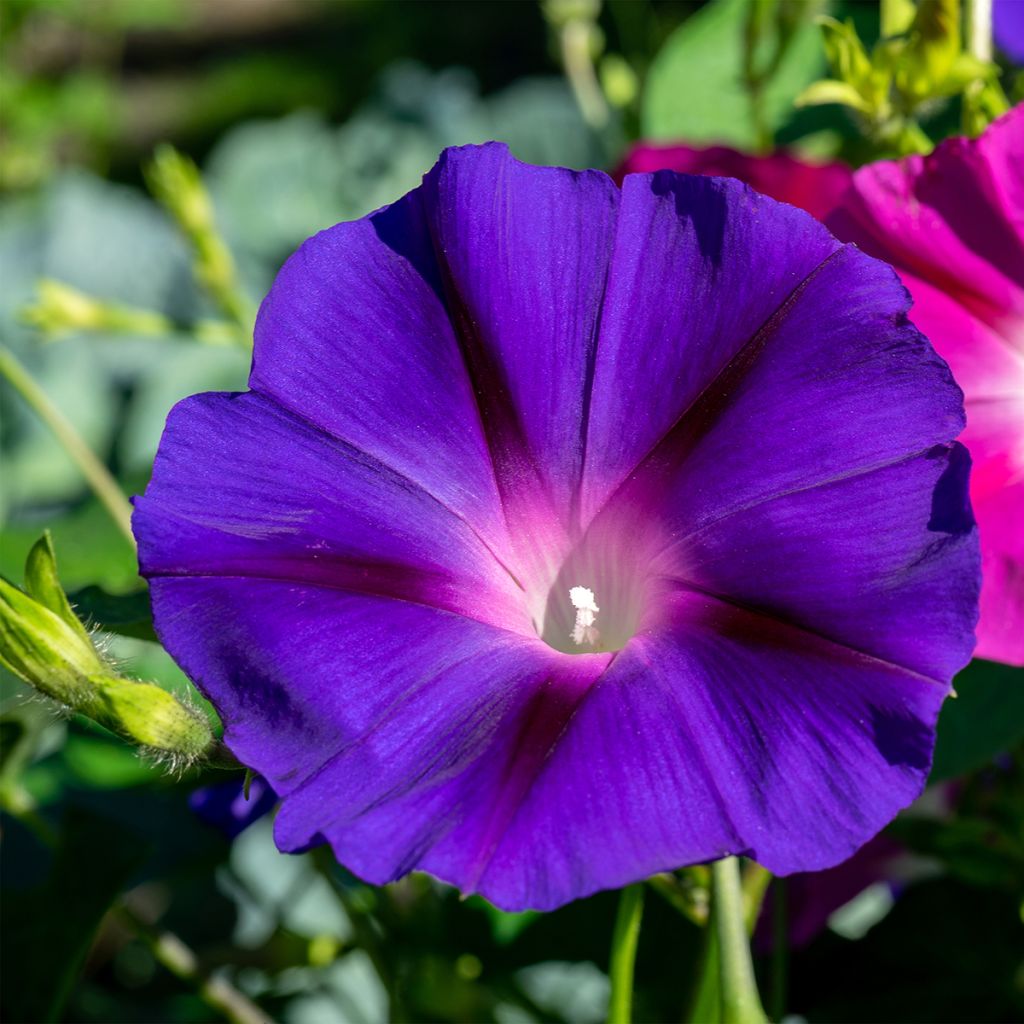 Convolvulus tricolor - Vilucchio tricolore
