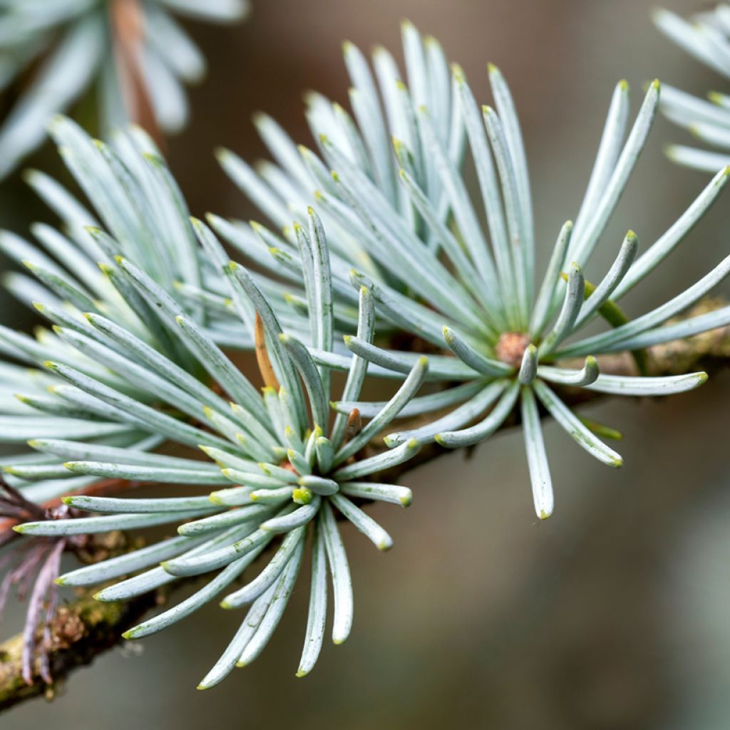 Cedrus atlantica (semi) - Cedro atlantico