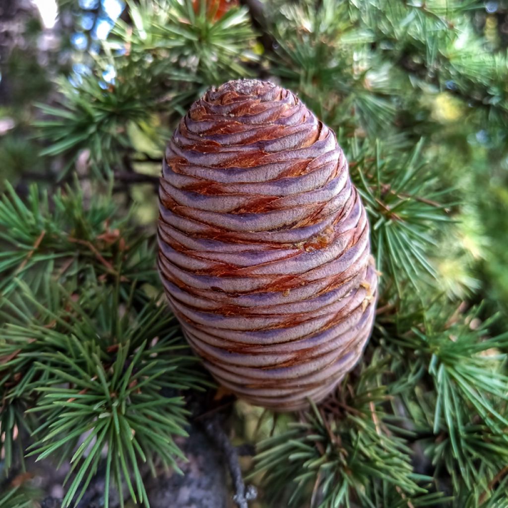 Cedrus atlantica (semi) - Cedro atlantico