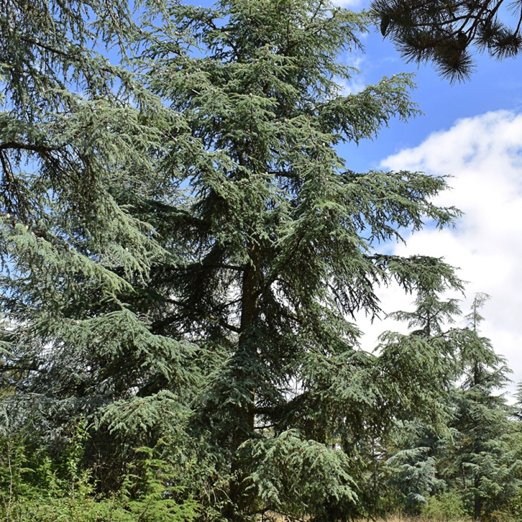 Cedrus atlantica (semi) - Cedro atlantico