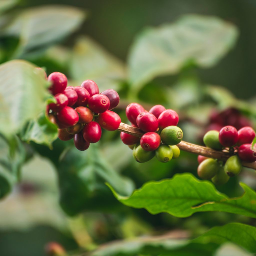 Coffea arabica (semi) - Pianta del caffè