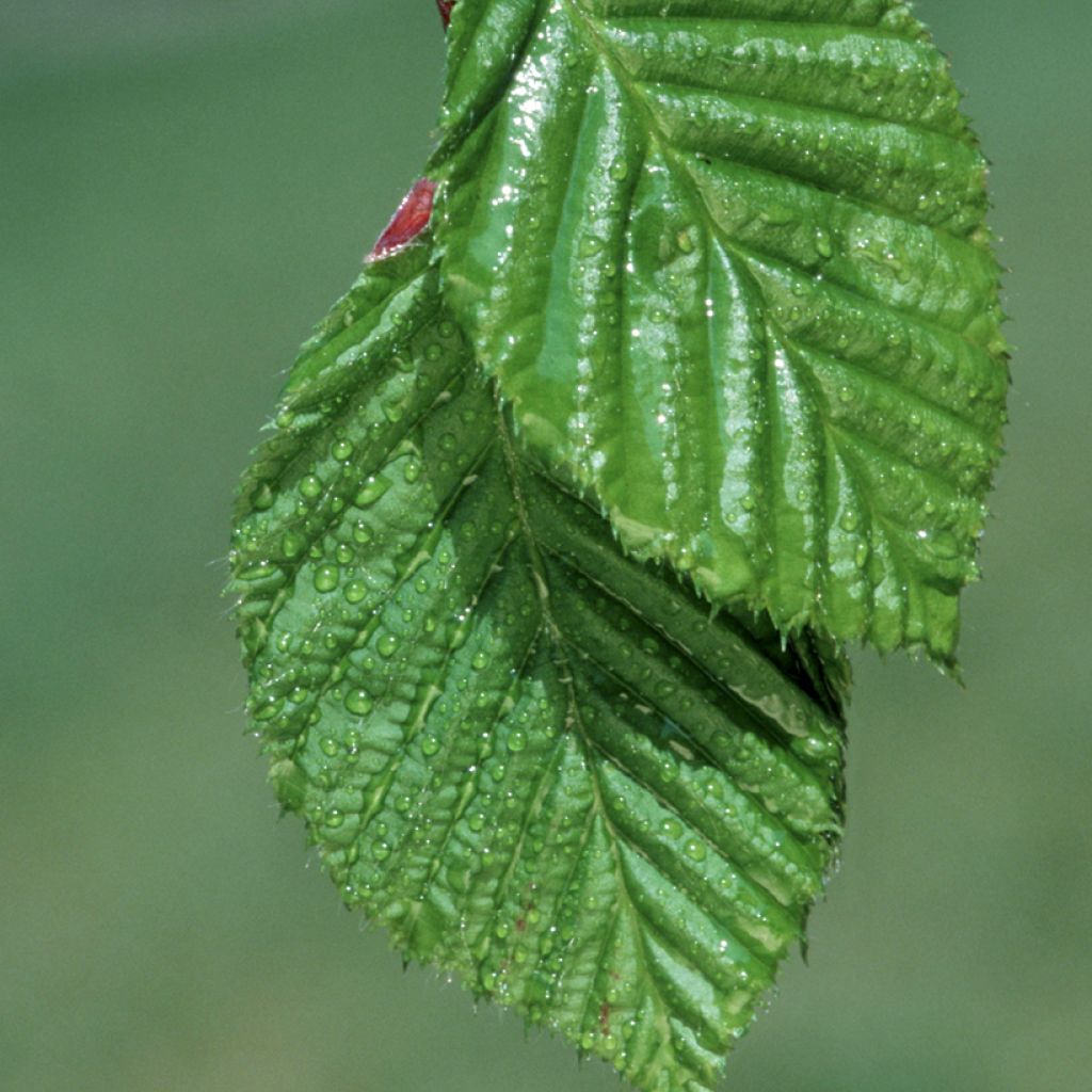 Carpinus betulus (semi) - Carpino bianco