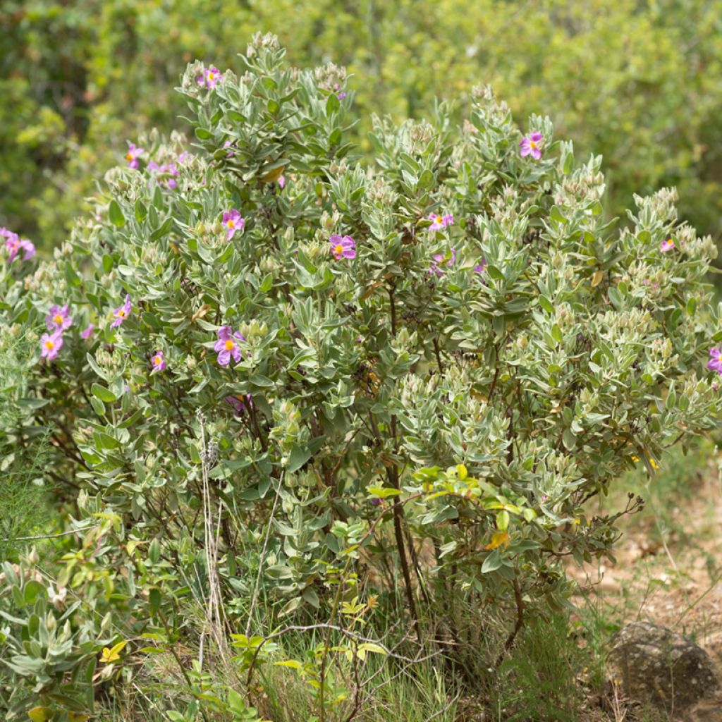 Cistus albidus - Cisto a foglie sessili (semi)