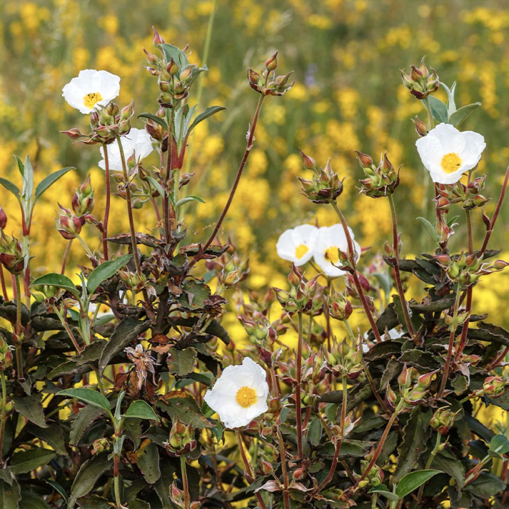 Cistus laurifolius - Cisto maggiore (semi)