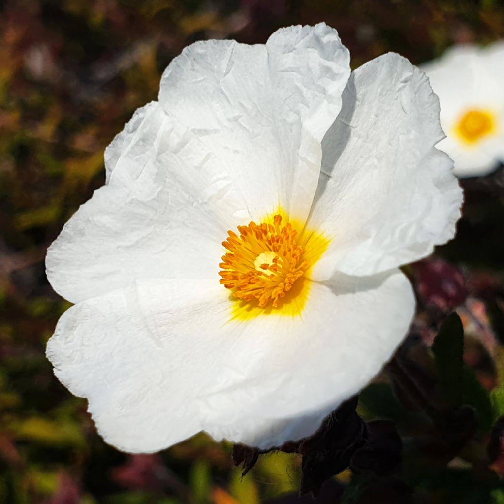 Cistus laurifolius - Cisto maggiore (semi)